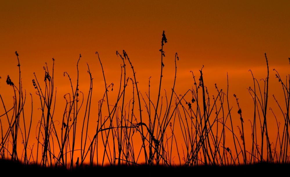 Resteverwertung... Foto &amp; Bild | landschaft, jahreszeiten, lebensräume ...