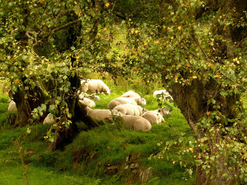 Resting - after a long walk