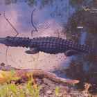 Resting Alligator