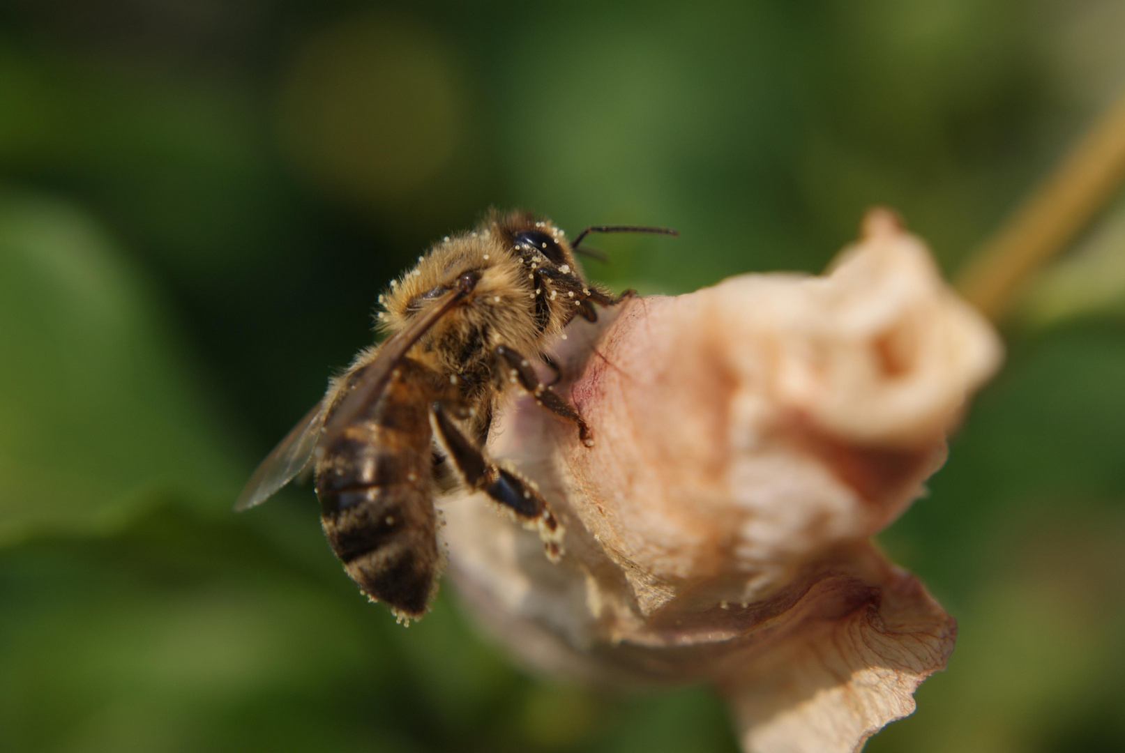 Resting bee