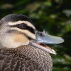 Resting bird near a pond