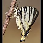 resting butterflie ...