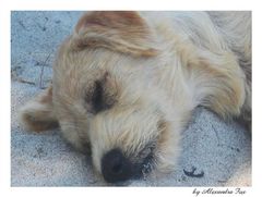 resting dog in greece