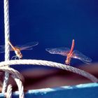 Resting Dragonflies