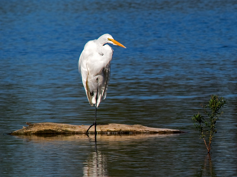 Resting Egret