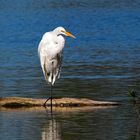 Resting Egret