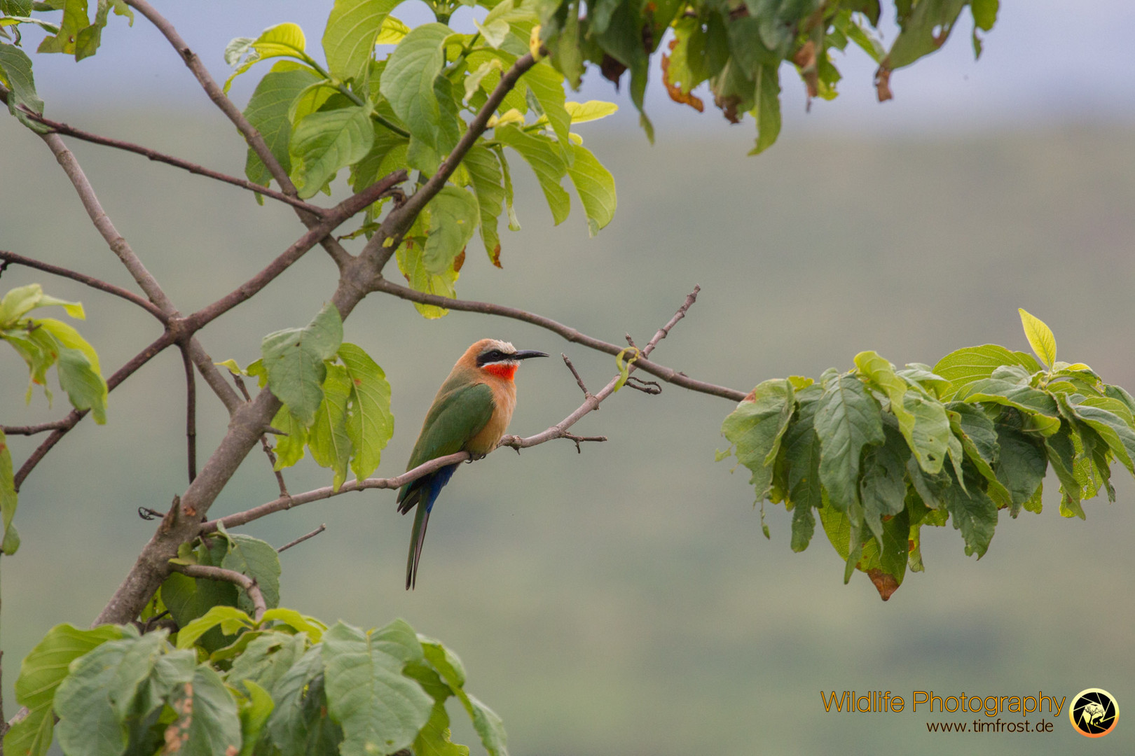 Resting in a Tree