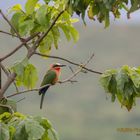 Resting in a Tree