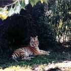 Resting in the shade