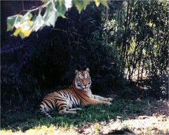 Resting in the shade