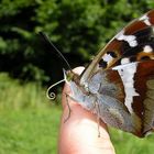 Resting on my finger