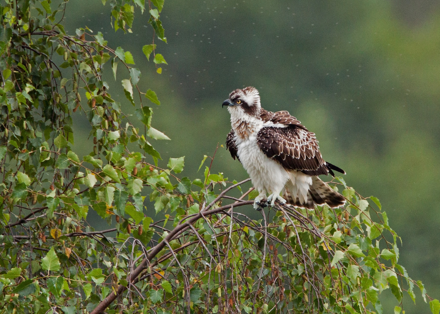 resting osprey