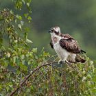 resting osprey
