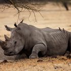 Resting Rhino