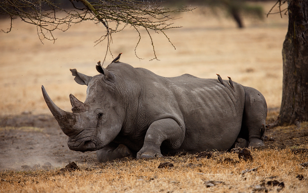 Resting Rhino