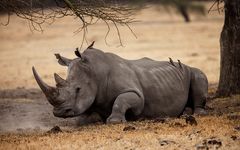 Resting Rhino