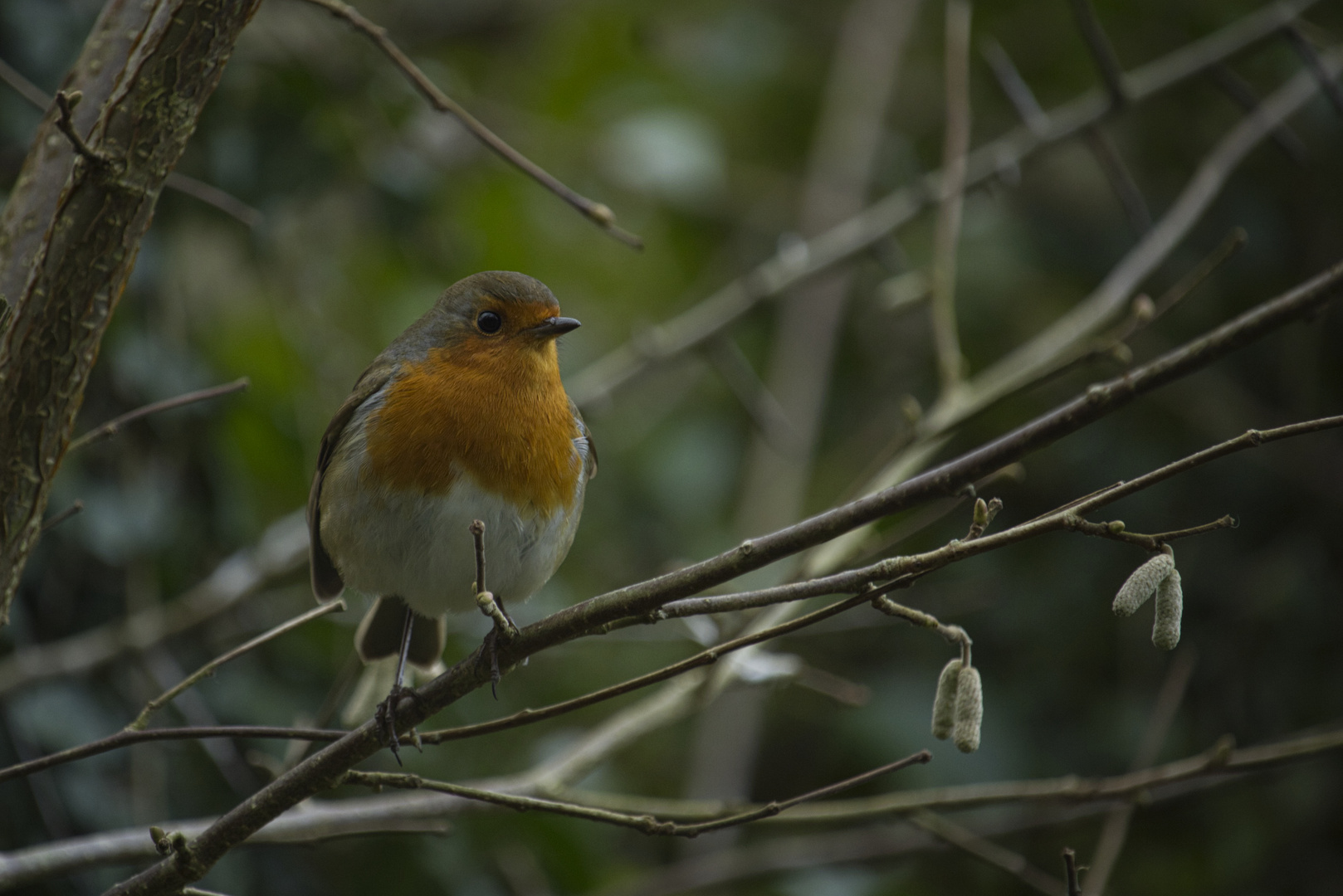 Resting Robin