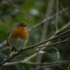 Resting Robin