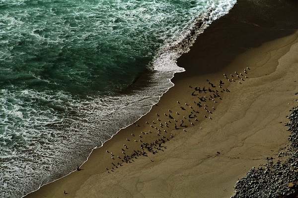 Resting Seabirds