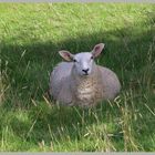 resting sheep near Glaisdale North Yorkshire