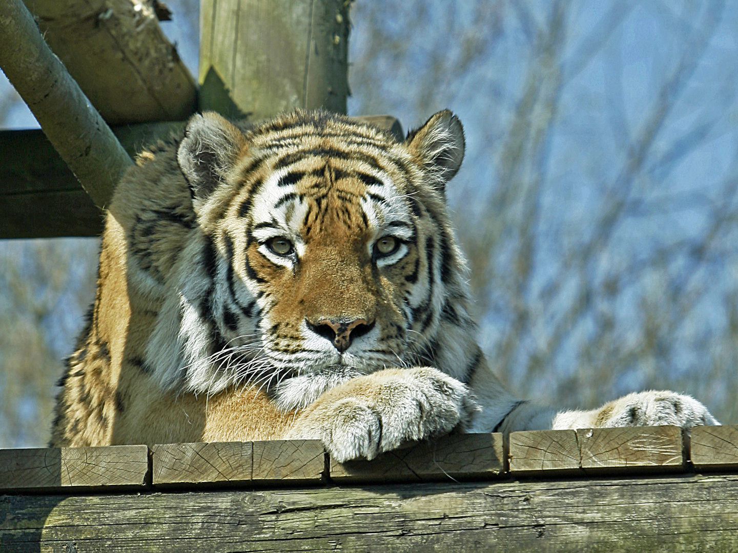 Resting Tiger