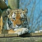 Resting Tiger