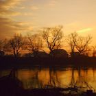 Resting trees at the river