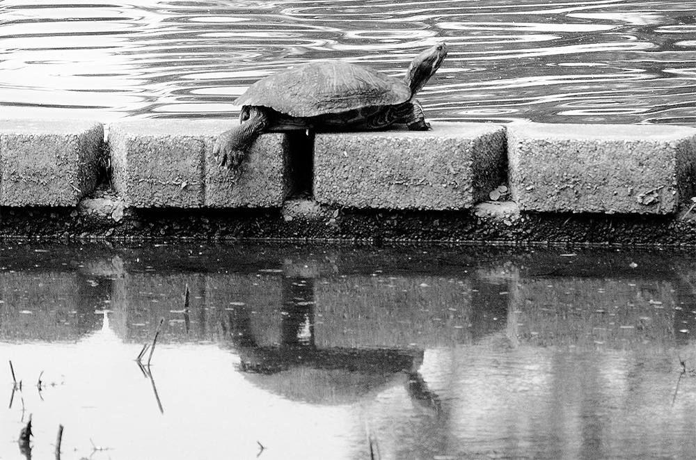 Resting Turtle atop Reflection