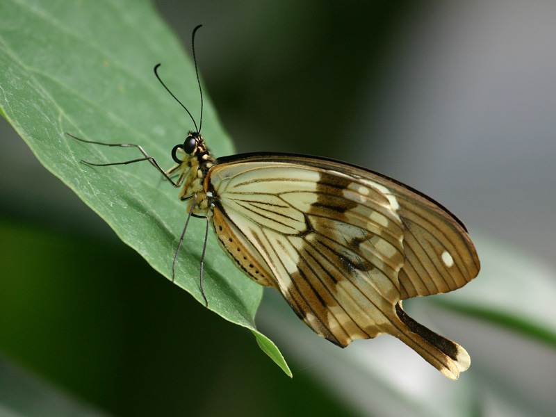 Resting Wings