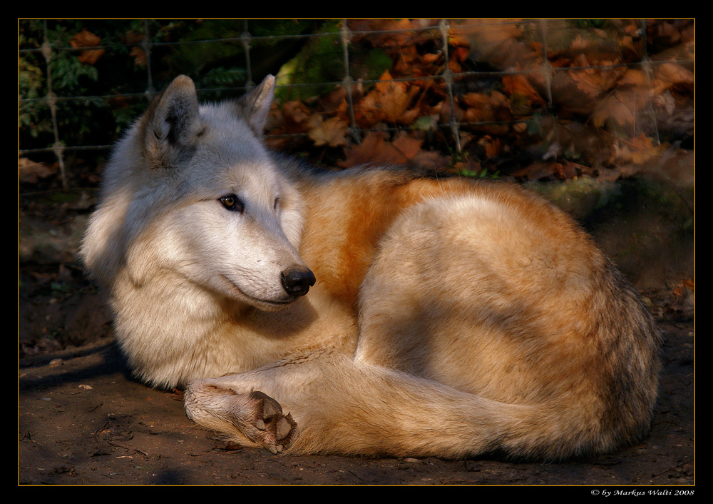 resting wolf