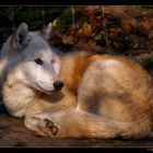 resting wolf