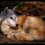 resting wolf