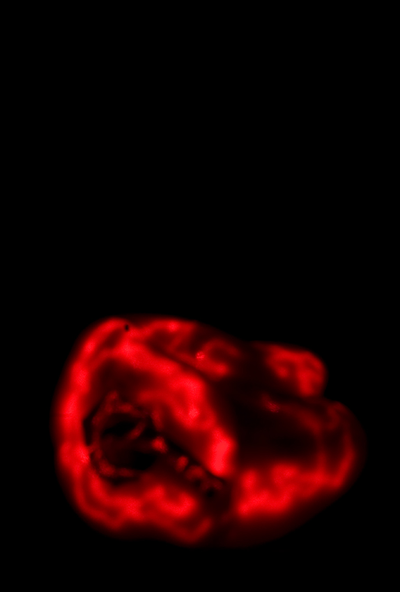 restituzione fotonica di peperone immerso nel buio - fotografia di V.O.G.