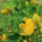 Restl Regentropfen auf gelber Blume