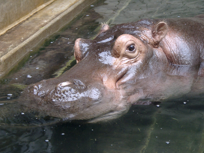 Restliches Hippo