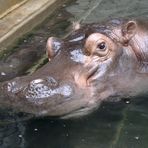 Restliches Hippo