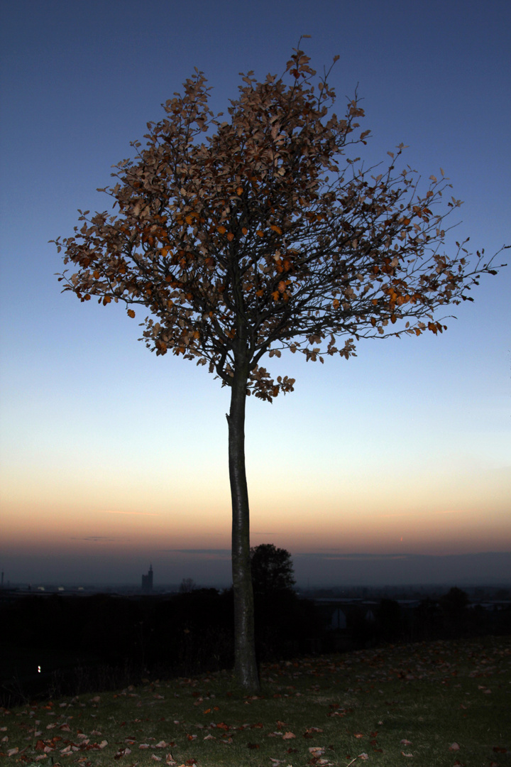 Restlicht im Herbst