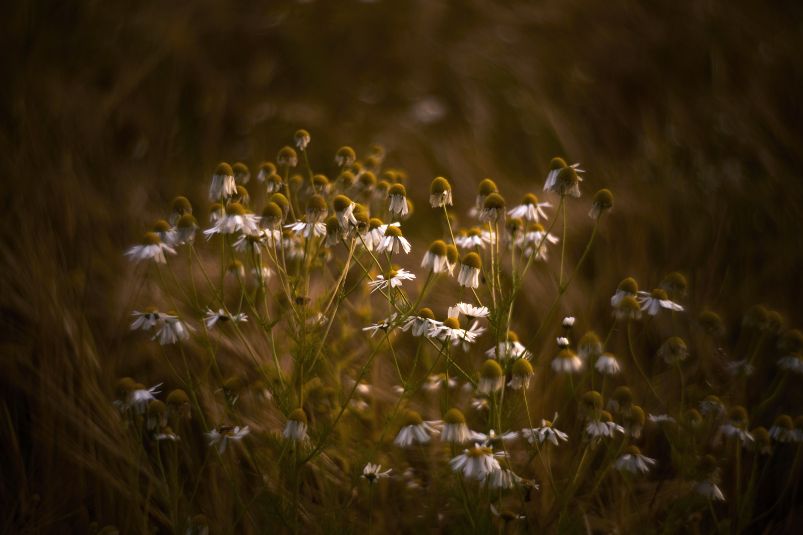 Restlicht im Kornfeld