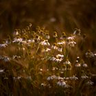 Restlicht im Kornfeld