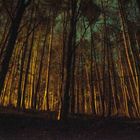 Restlicht im Wald beim Osterfeuers in Attendorn