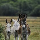 restons groupés !