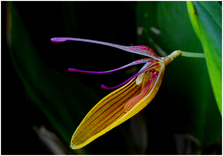 Restrepia