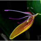 Restrepia