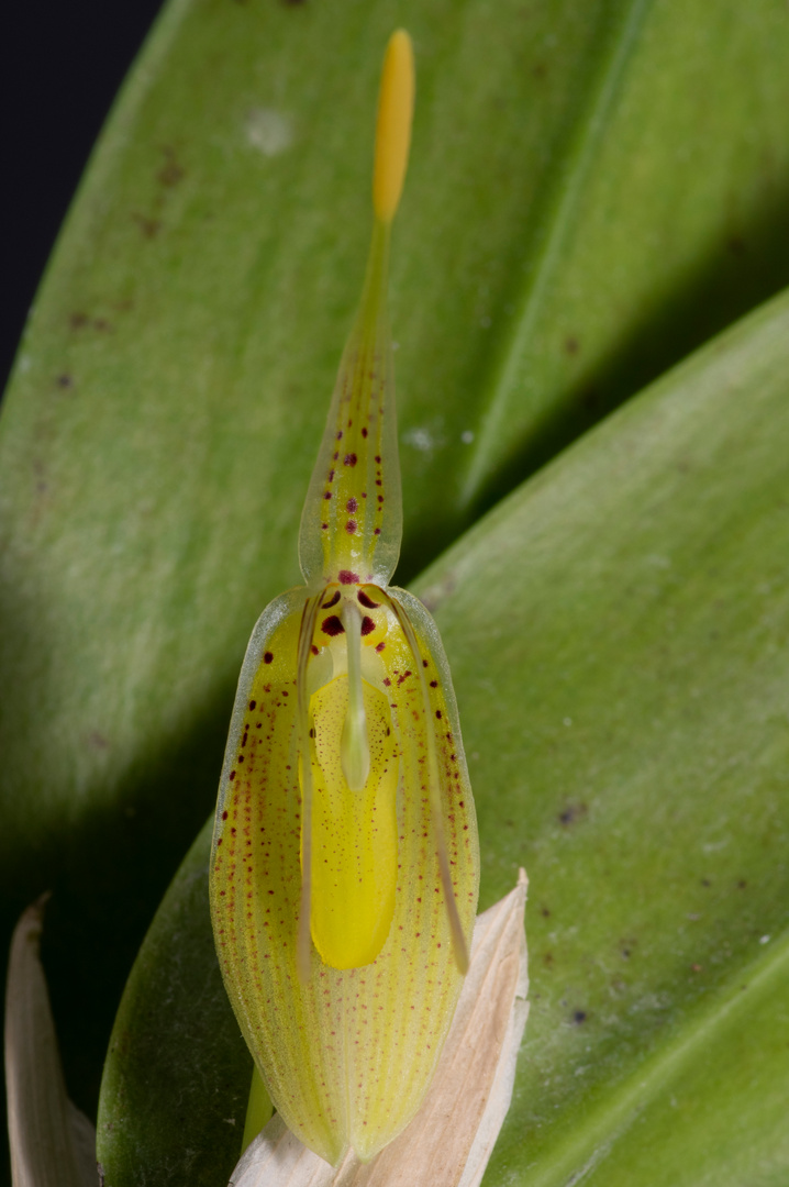 Restrepia mendozae