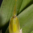 Restrepia mendozae