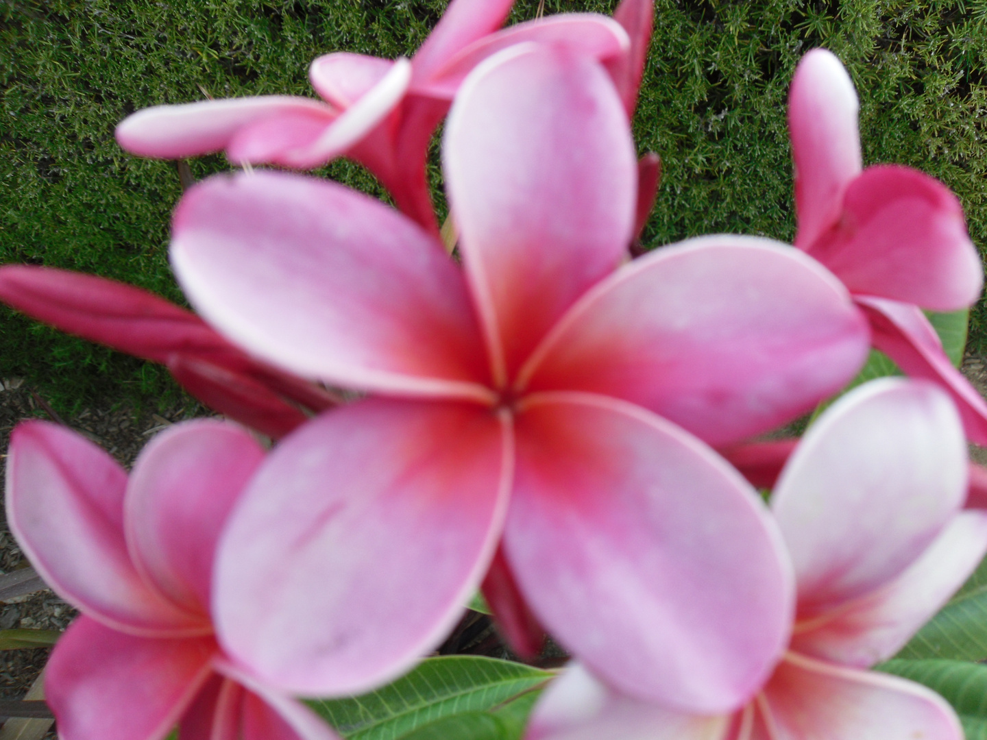 resurrection plumeria