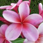 resurrection plumeria