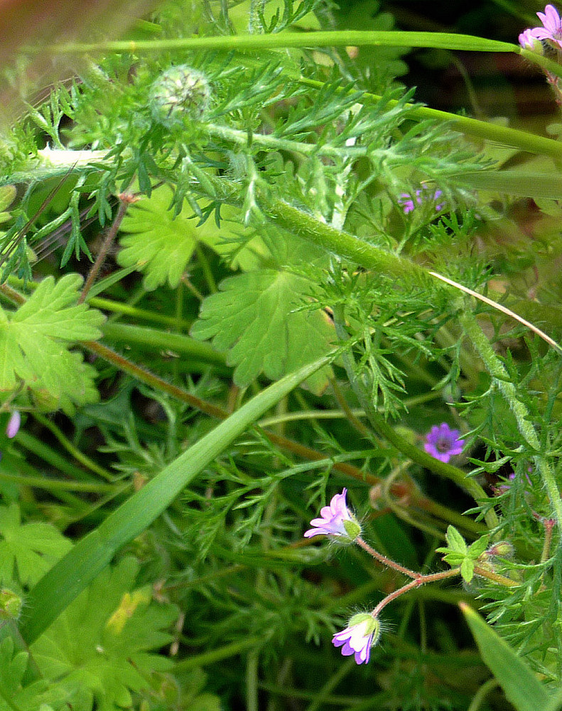 Retazos de primavera 1