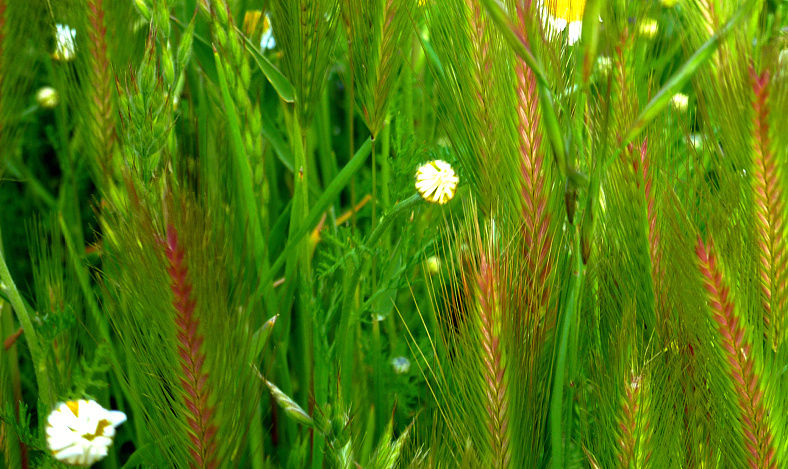 Retazos de primavera 2