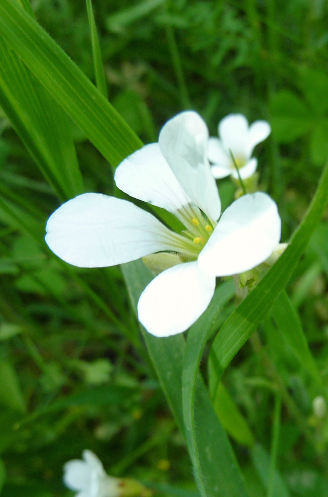 Retazos de primavera 3